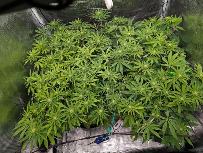 #16 Sour Fruit Tartare. Week 10 - Mitte Woche 10