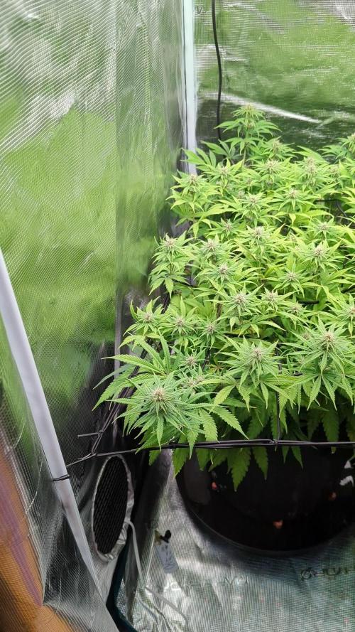 #8 Sour Fruit Tartare