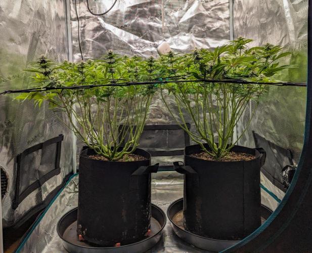 #8 Sour Fruit Tartare. Week 11 - Nach Lollipopping  (Anfang Woche 11)