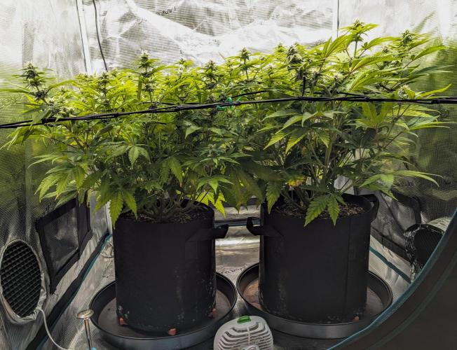 #8 Sour Fruit Tartare. Week 11 - Vor Lollipopping  (Anfang Woche 11)