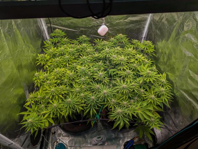 #8 Sour Fruit Tartare. Week 11 - Anfang Woche 11