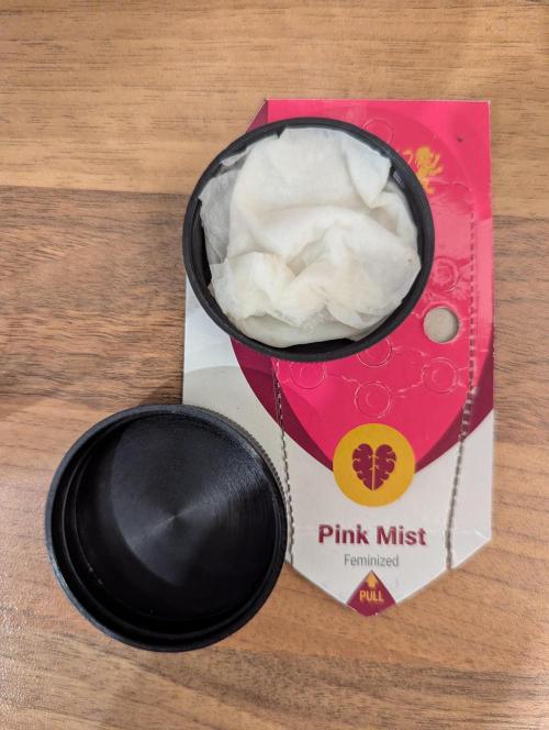 Pink Mist. Week 0 - Keimung in Papiertüchern