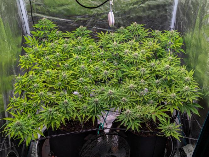 #8 Sour Fruit Tartare. Week 11 - Mitte Woche 11