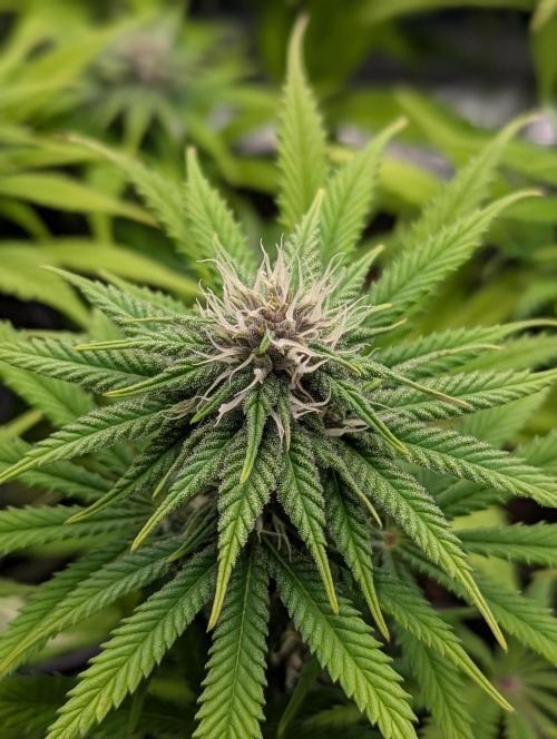 #8 Sour Fruit Tartare. Week 11 - Mitte Woche 11 Detailbild Blüte