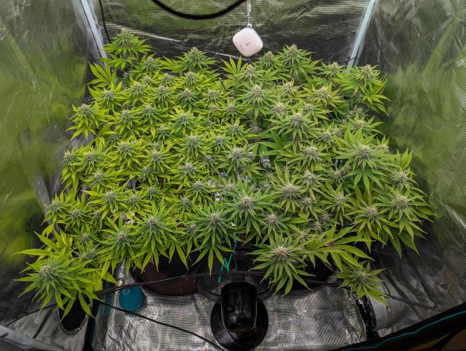 #16 Sour Fruit Tartare. Week 12 - Anfang Woche 12 
#16 rechts | #8 links