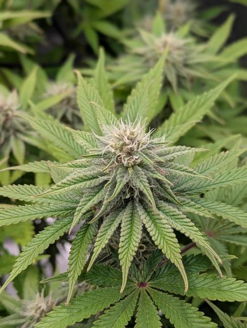 #16 Sour Fruit Tartare. Week 12 - Anfang Woche 12
Detailbild Blüte