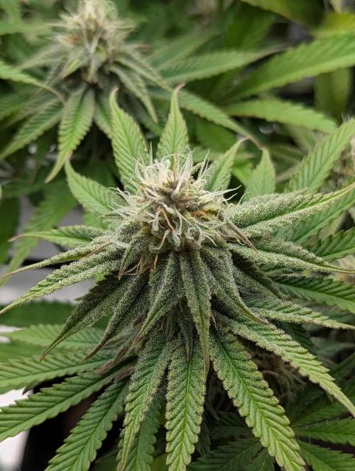 #16 Sour Fruit Tartare. Week 12 - Anfang Woche 12
Detailbild Blüte 