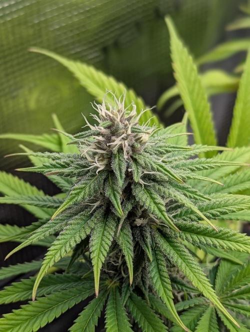 #8 Sour Fruit Tartare. Week 12 - Anfang Woche 12
Detailbild Blüte 