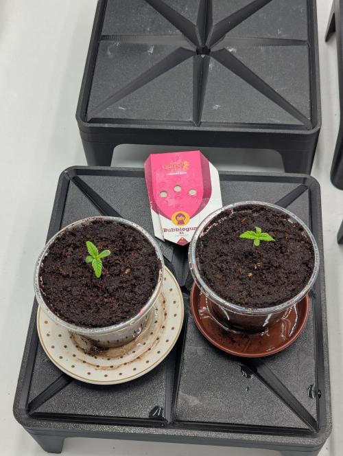 Bubblegum XL. Week 1 - Anfang Woche 1