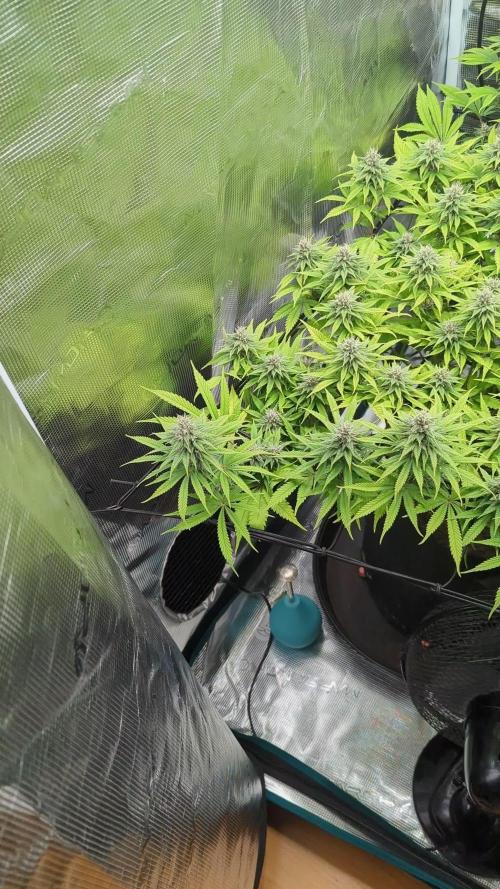 #16 Sour Fruit Tartare