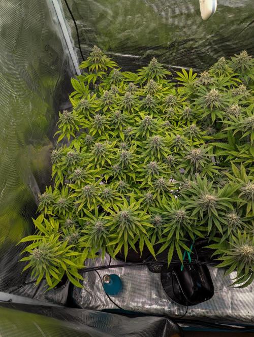 #8 Sour Fruit Tartare. Week 12 - Ende Woche 12