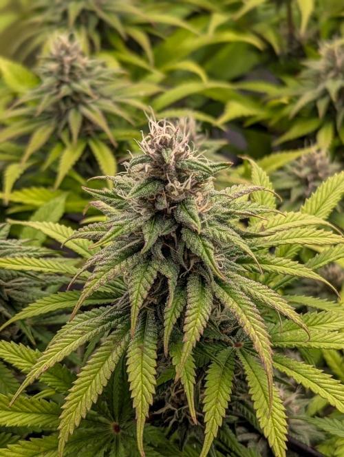 #8 Sour Fruit Tartare. Week 12 - Ende Woche 12
Detailbild Blüte 