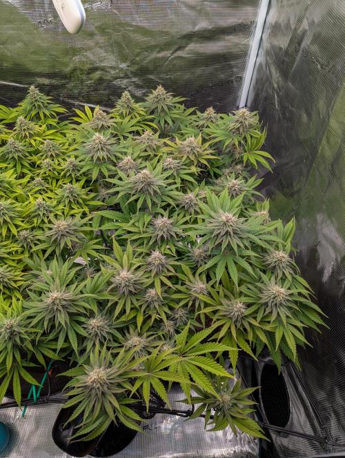 #16 Sour Fruit Tartare. Week 12 - Ende Woche 12