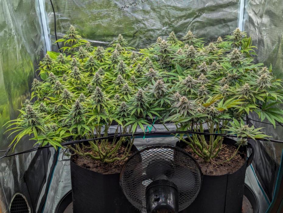 #8 Sour Fruit Tartare. Week 13 - Anfang Woche 13
Links #8 | Rechts #16