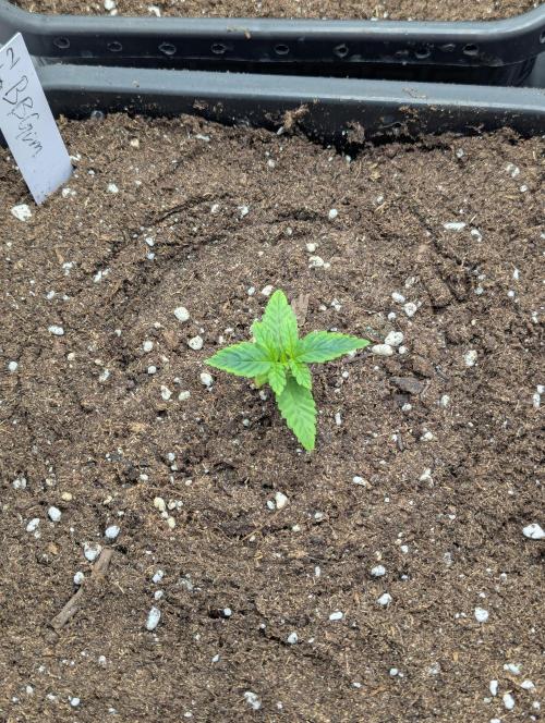 Bubblegum XL. Week 1 - BBGum #2 Ende Woche 1