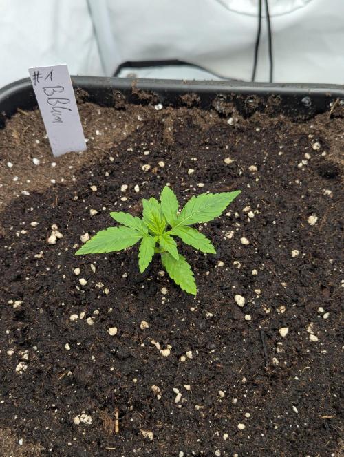 Bubblegum XL. Week 2 - Anfang Woche 2