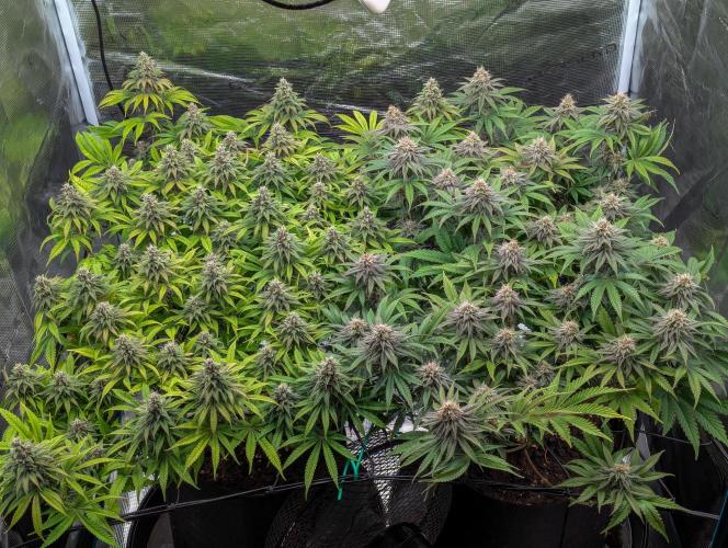 #16 Sour Fruit Tartare. Week 13 - Mitte Woche 13