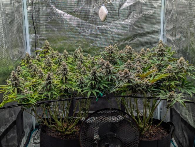 #16 Sour Fruit Tartare. Week 13 - Mitte Woche 13