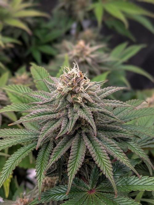 #16 Sour Fruit Tartare. Week 13 - Mitte Woche 13
Detailbild Blüte 