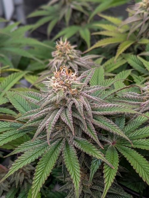 #16 Sour Fruit Tartare. Week 13 - Mitte Woche 13 
Detailbild Blüte 