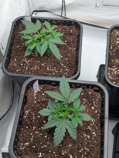 Bubblegum XL. Week 3 - Anfang Woche 3