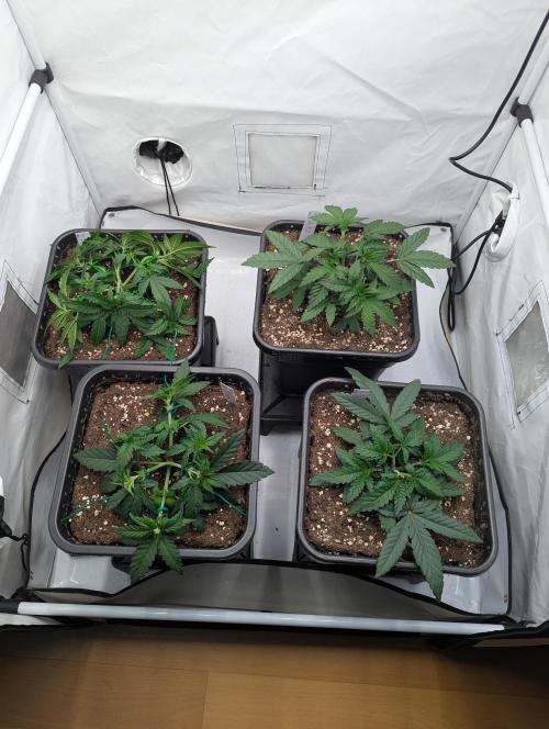 Bubblegum XL. Week 3 - Mitte - Ende Woche 3
LST an den Bubblegum 