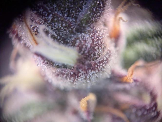 #8 Sour Fruit Tartare. Week 15 - Trichome Anfang Woche 15
