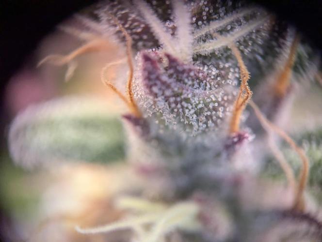#8 Sour Fruit Tartare. Week 15 - Trichome Anfang Woche 15