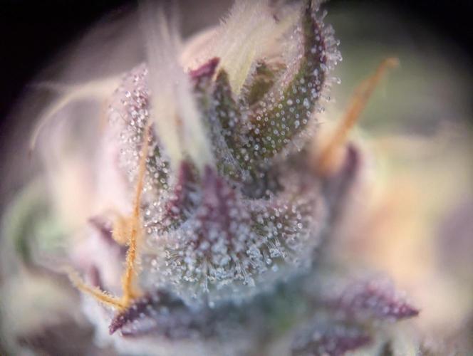 #8 Sour Fruit Tartare. Week 15 - Trichome Anfang Woche 15