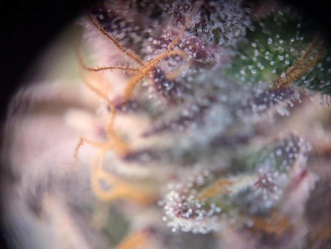#16 Sour Fruit Tartare. Week 15 - Trichome Anfang Woche 15