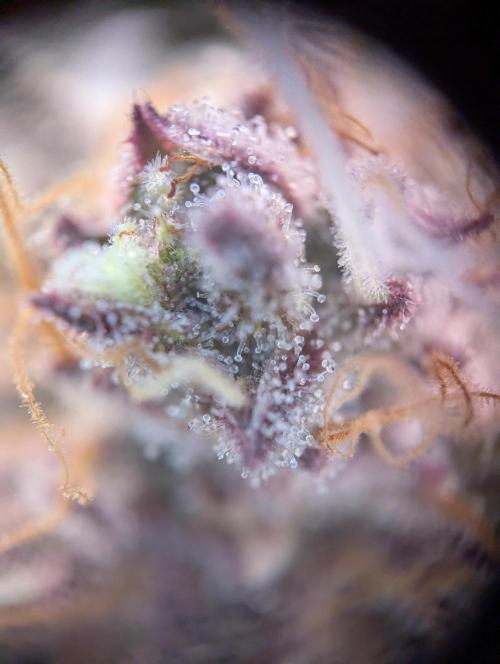 #16 Sour Fruit Tartare. Week 15 - Trichome Anfang Woche 15