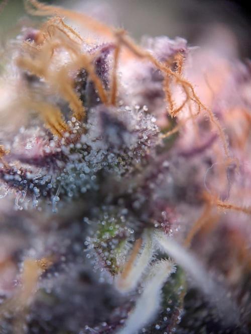 #16 Sour Fruit Tartare. Week 15 - Trichome Anfang Woche 15