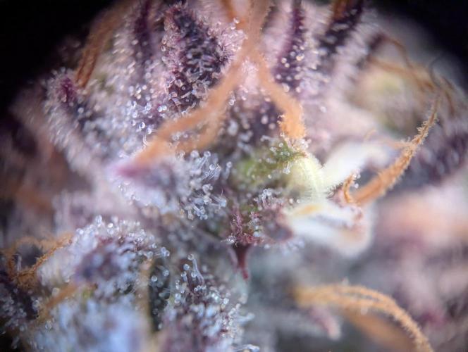 #16 Sour Fruit Tartare. Week 15 - Trichome Anfang Woche 15