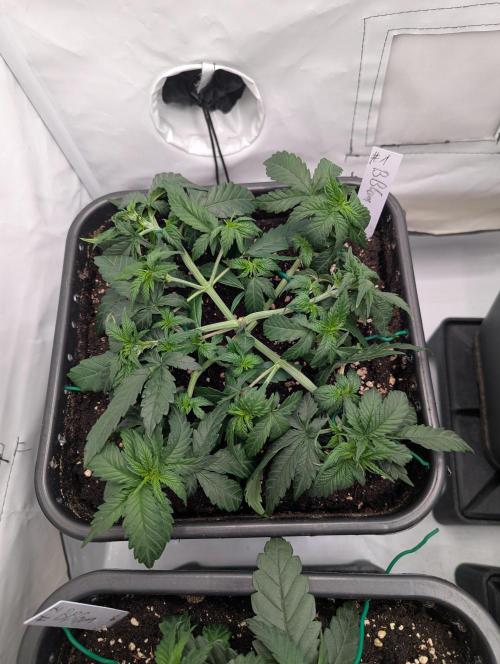 Bubblegum XL. Week 4 - Anfang Woche 4