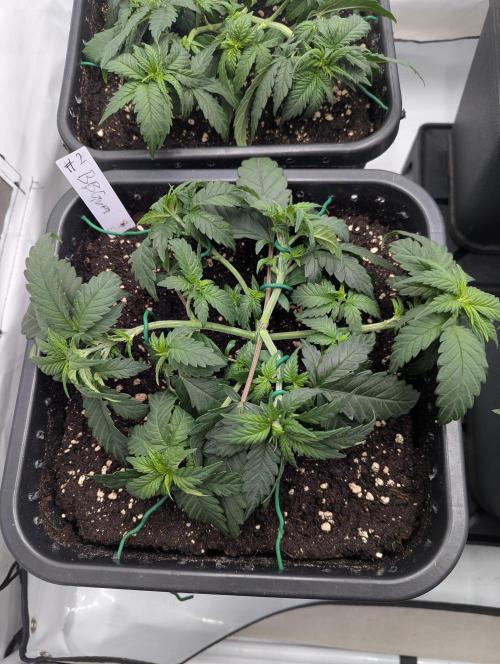 Bubblegum XL. Week 4 - Anfang Woche 4