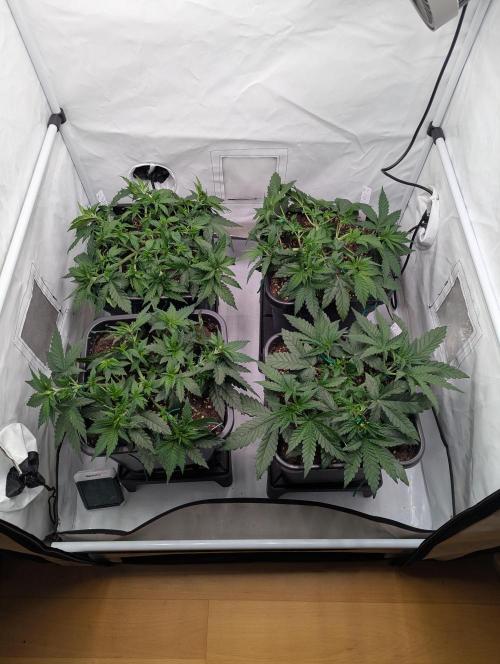 Pink Mist. Week 4 - Mitte Woche 4 nach LST