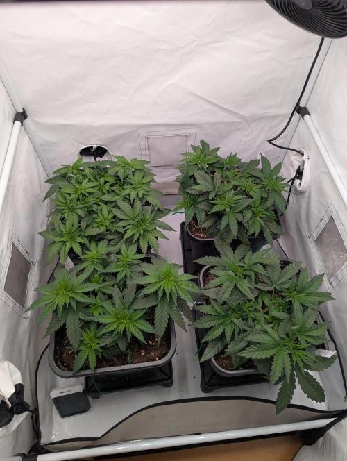 Bubblegum XL. Week 4 - Mitte Woche 4 vor LST