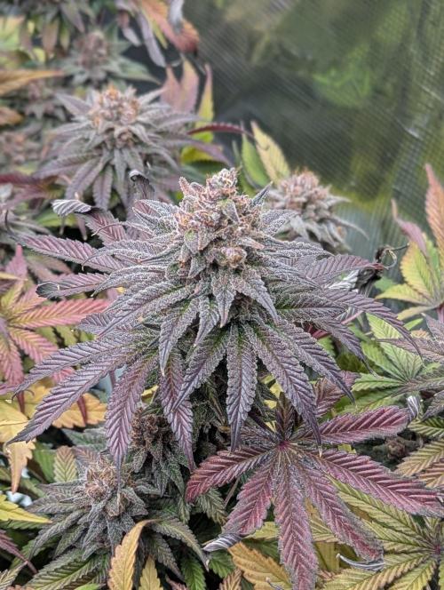 Sour Fruit Tartare F1 - #16. Week 16