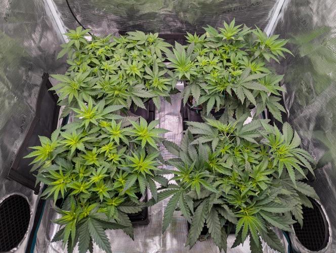 Bubblegum XL. Week 5 - Anfang Woche 5