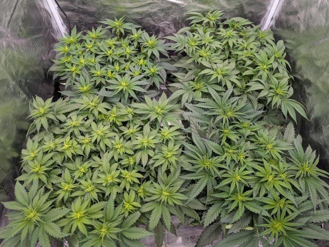 Bubblegum XL. Week 5 - Ende Woche 5