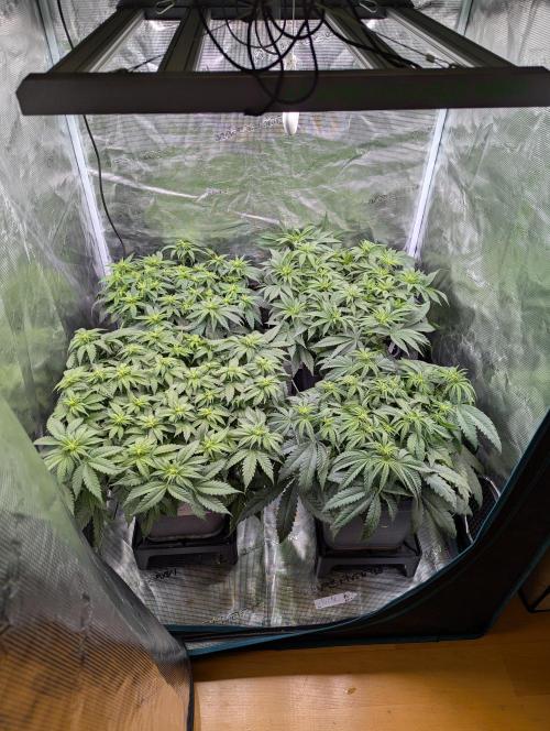 Bubblegum XL. Week 6 - Anfang Woche 6
