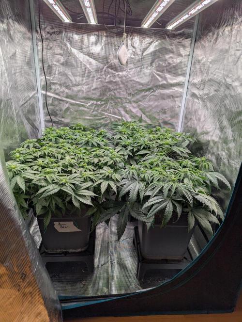 Bubblegum XL. Week 6 - Anfang Woche 6
