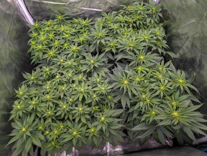 Bubblegum XL. Week 6 - Mitte Woche 6
L Bubbleg | R PinkM