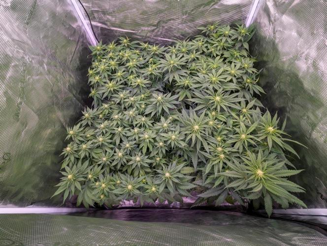 Bubblegum XL. Week 6 - Ende Woche 6
