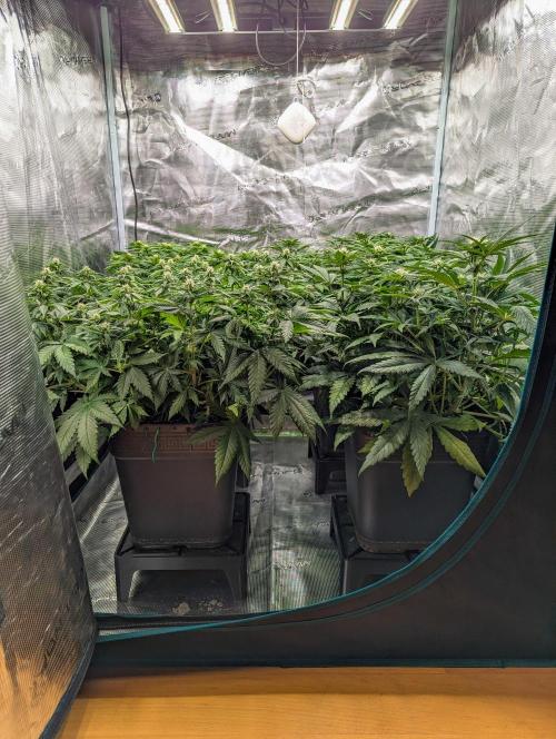 Bubblegum XL. Week 7 - Anfang Woche 7