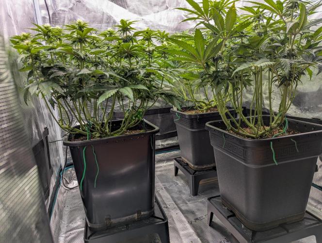 Pink Mist. Week 7