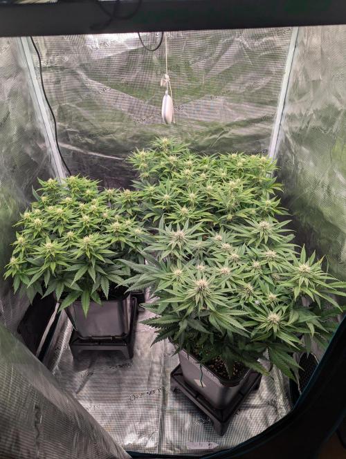 Bubblegum XL. Week 8 - Anfang Woche 8