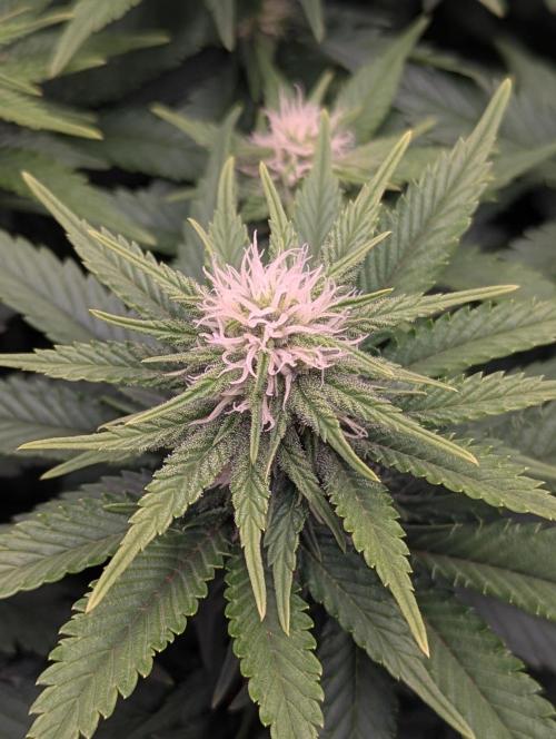 Pink Mist. Week 8