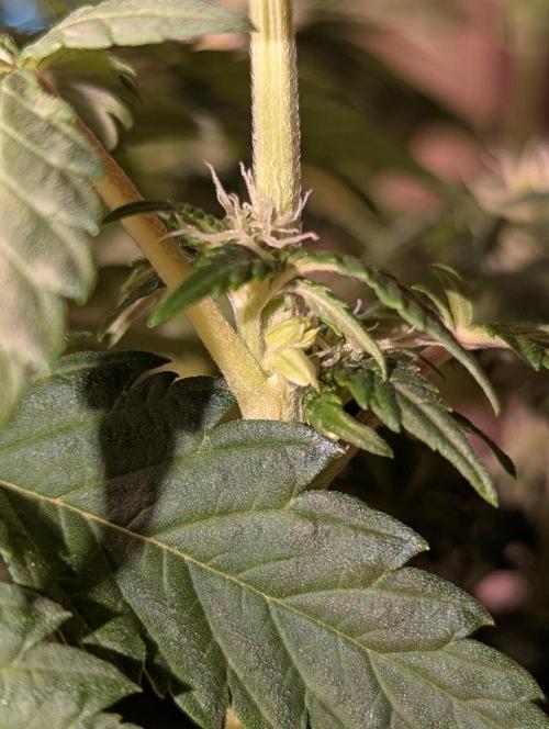Bubblegum XL. Week 7 - Bubblegum with Nanas