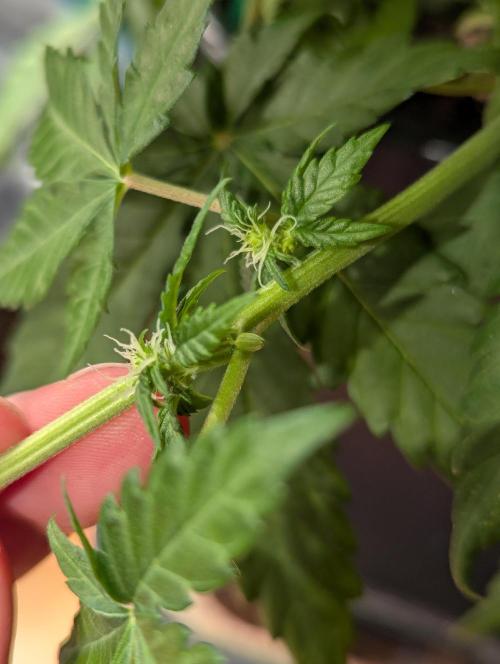 Bubblegum XL. Week 7 - Bubblegum with Nanas 